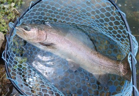 大型乱舞！ ～フィッシングパーク高島の泉～…